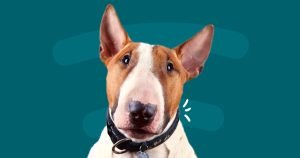 Desparasitação do cão