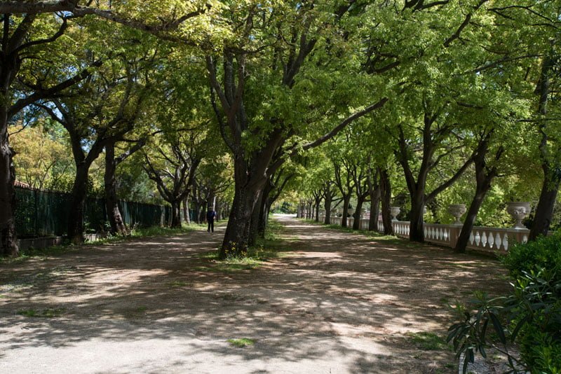 tapada necessidades passear cão