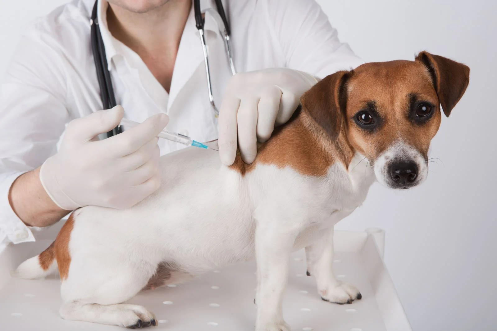 vacinas cão