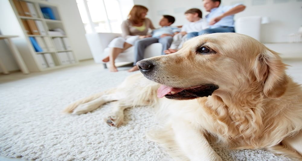 Pandemia cães