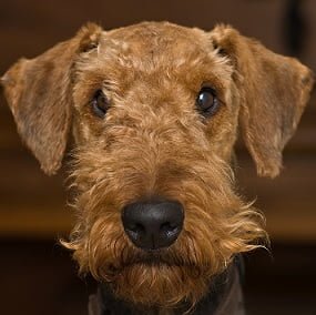 Airedale Terrier