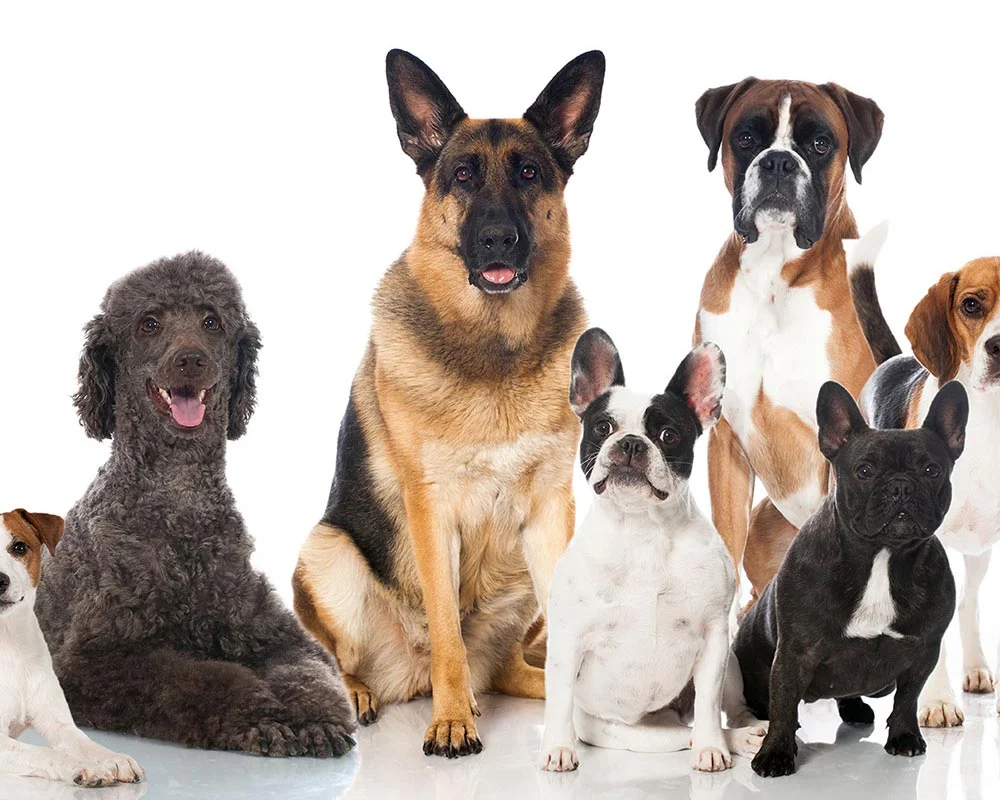 Guia de raças de Cães - Cão Nosso - Escola para Cães