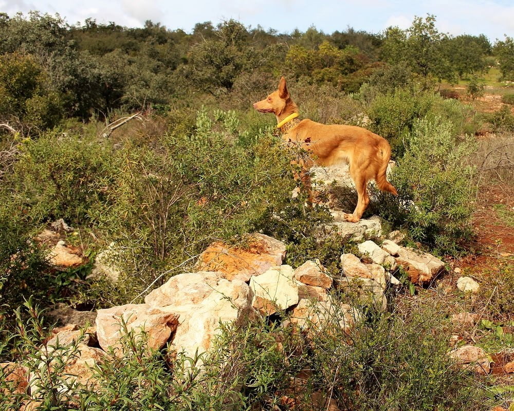 Cão do Barrocal Algarvio