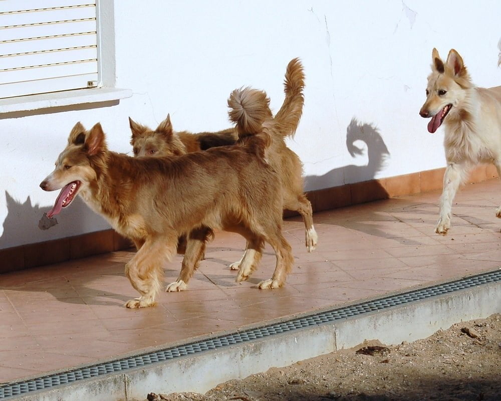 Cão do Barrocal Algarvio