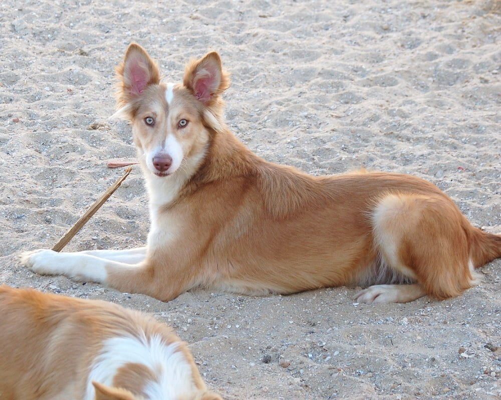 Cão do Barrocal Algarvio