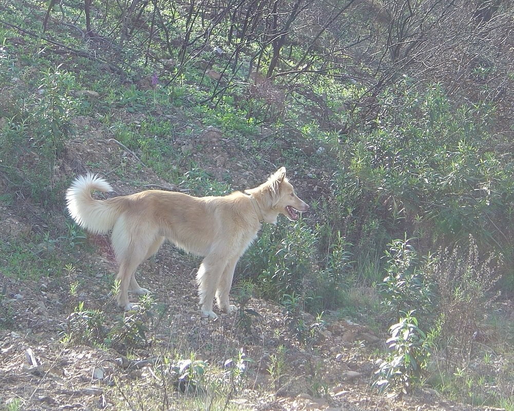 Cão do Barrocal Algarvio