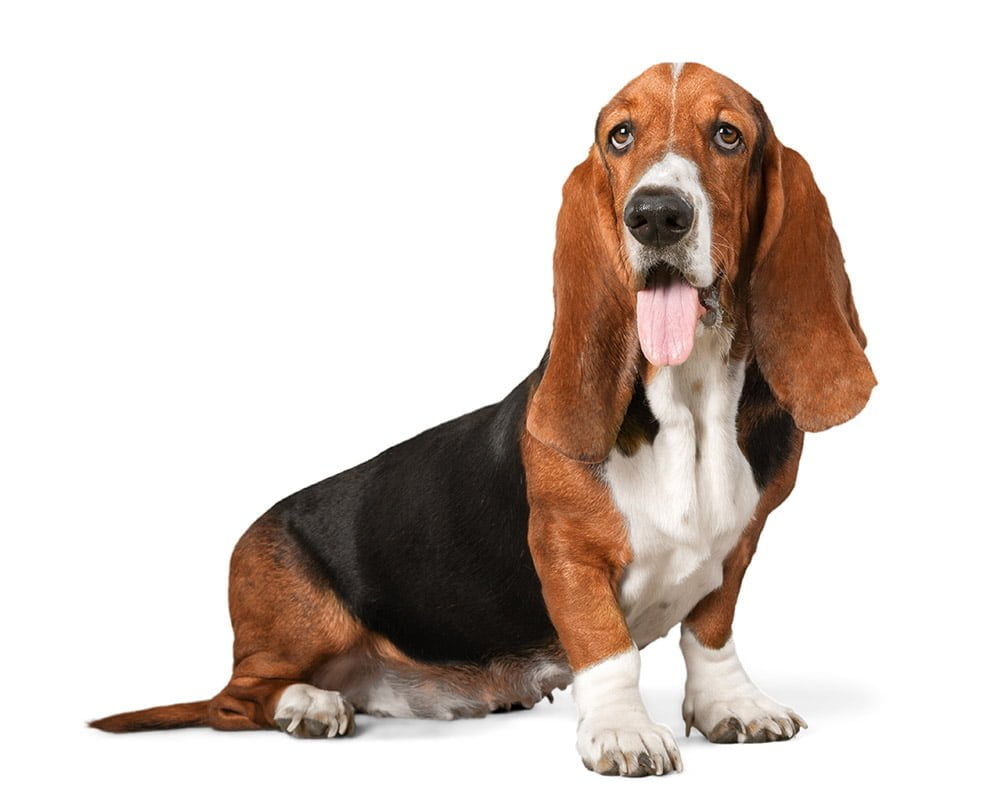 Basset Hound