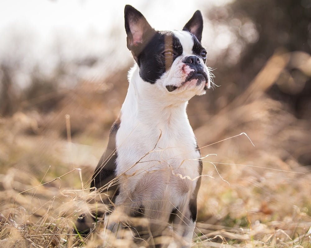 Boston Terrier