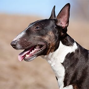 Bull Terrier