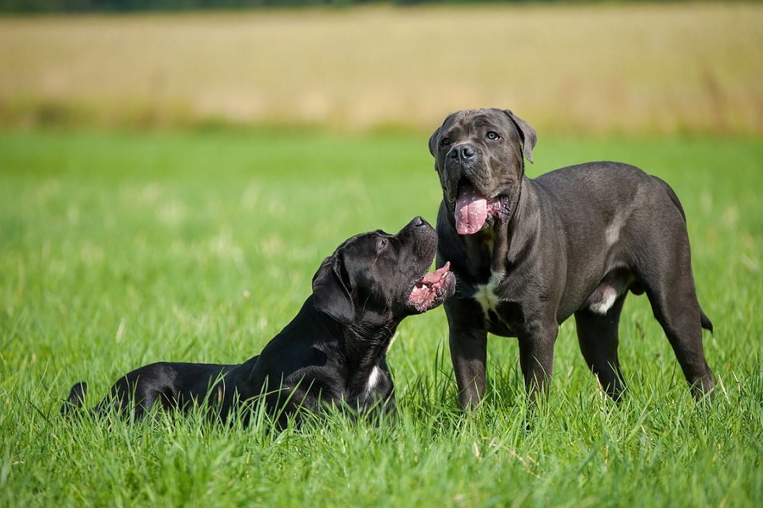 Cane Corso