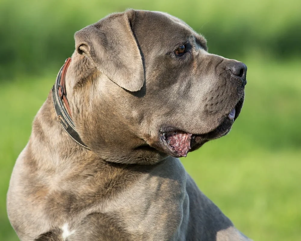 Cane Corso - Raças de Cães Grandes - Cão Nosso - Treino Canino