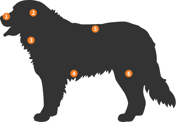 Silhueta Cão de Montanha de Berna