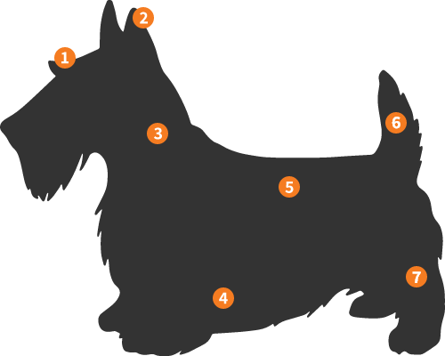 Silhueta Scottish Terrier