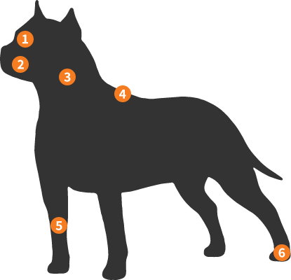 Silhueta American Staffordshire Terrier