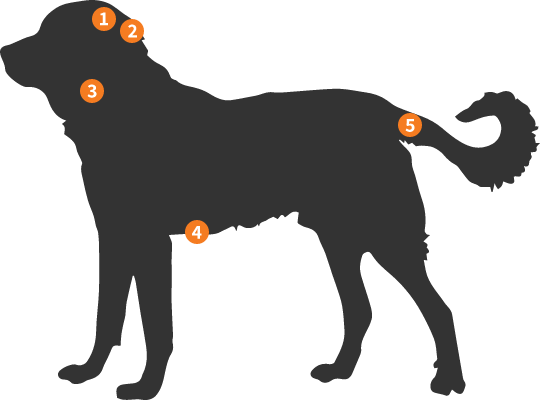 Silhueta Cão de Gado Transmontano