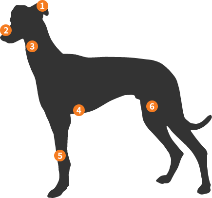 Silhueta Greyhound