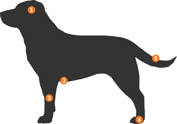 Silhueta Labrador Retriever