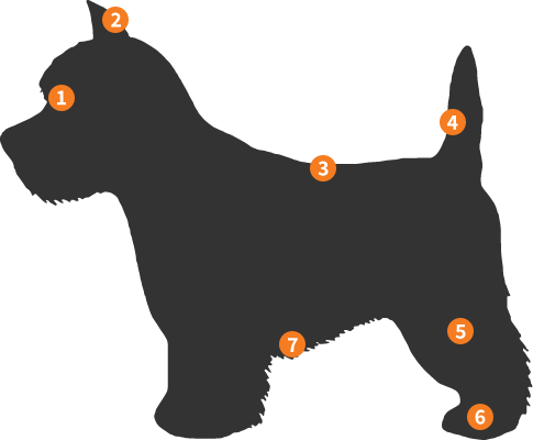 Silhueta West Highland White Terrier