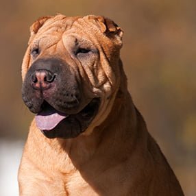 Shar Pei