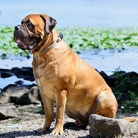 Bullmastiff