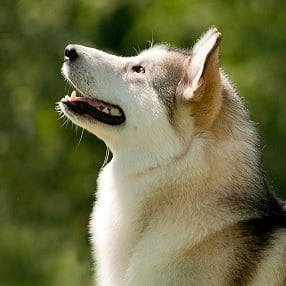 Malamute do Alasca