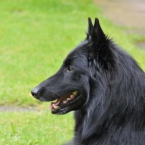 Pastor Belga Groenendael