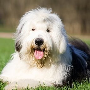 Old English Sheepdog