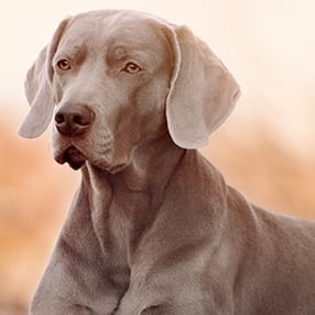 Weimaraner