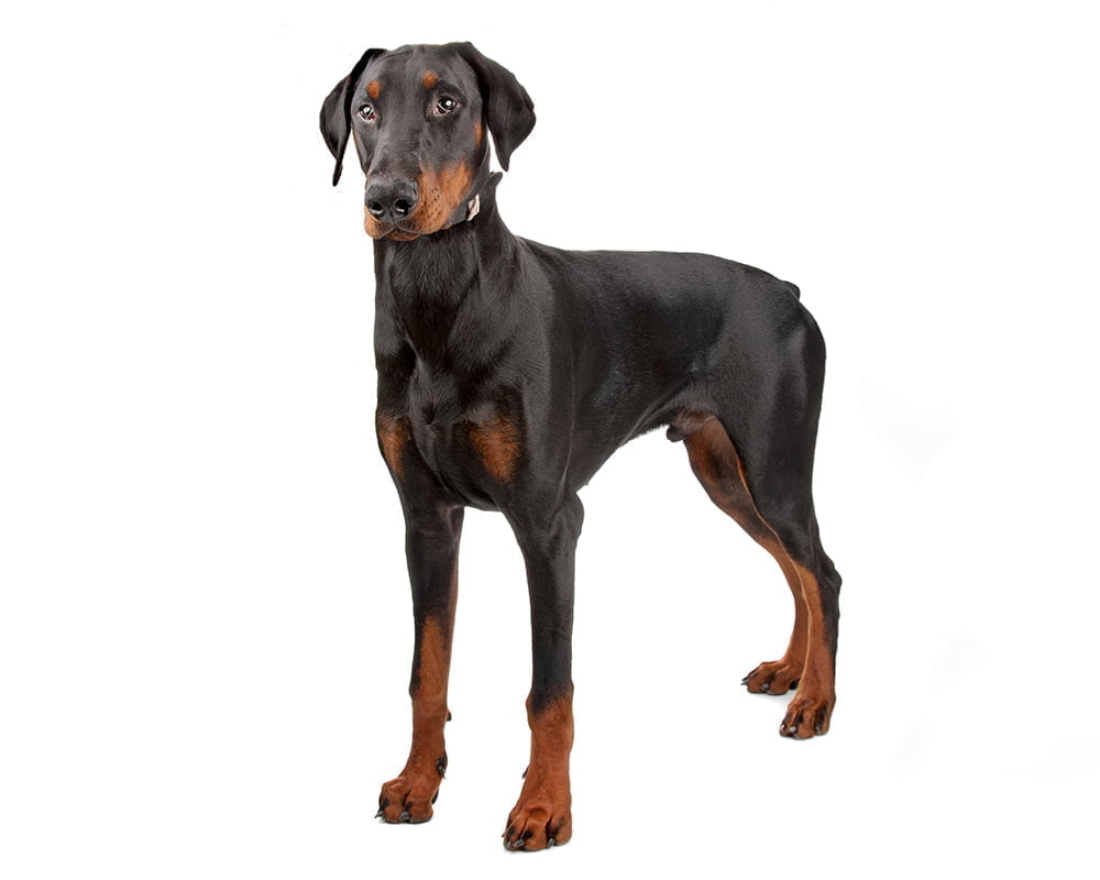 Dobermann