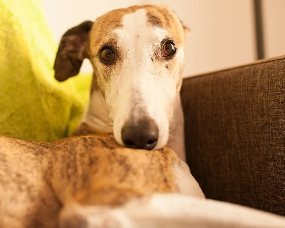 Galgo inglês  Conheça as características da raça e cuidados