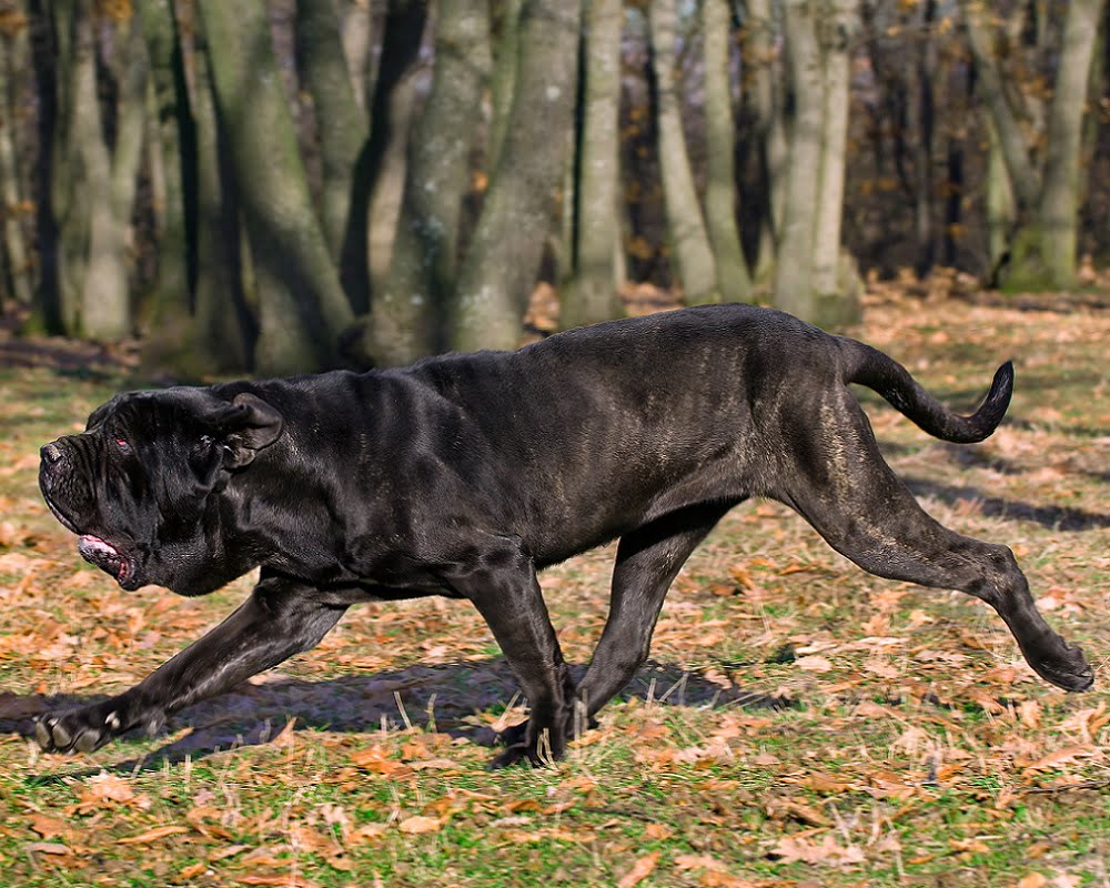 MASTIM INGLÊS ou MASTIFF: características e cuidados