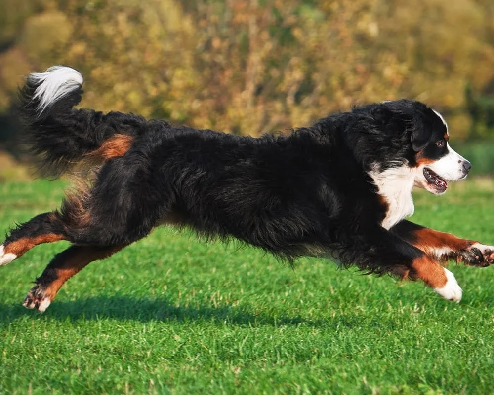 Bernese - Raças de Cães, Informações sobre Cães da Raça Bernese