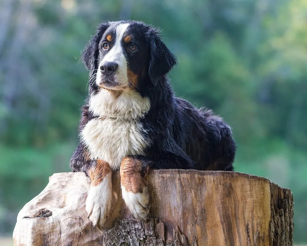 Bernese - Raças de Cães, Informações sobre Cães da Raça Bernese