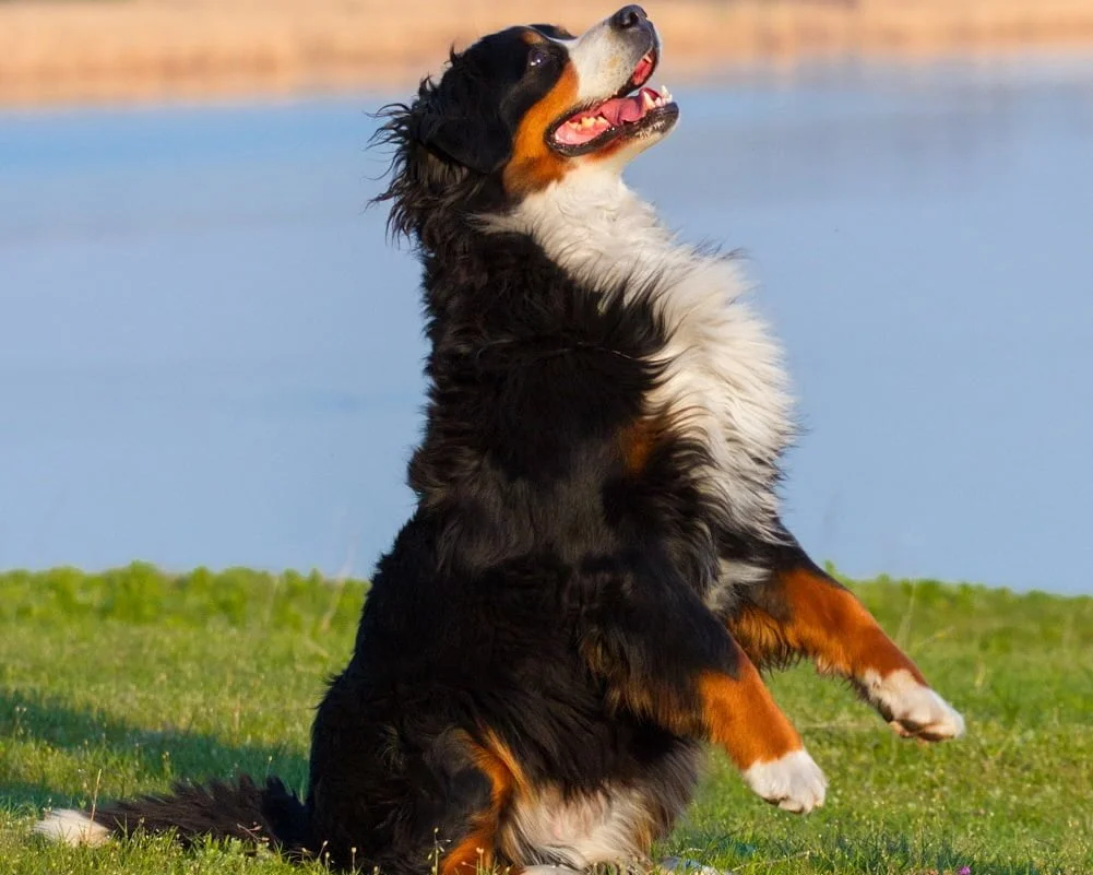 Bernese - Raças de Cães, Informações sobre Cães da Raça Bernese