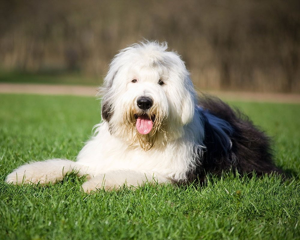 Old English Sheepdog