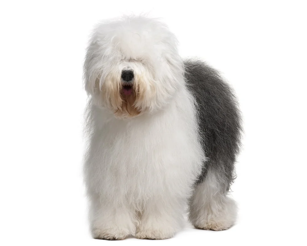 Old English Sheepdog - Cão Nosso