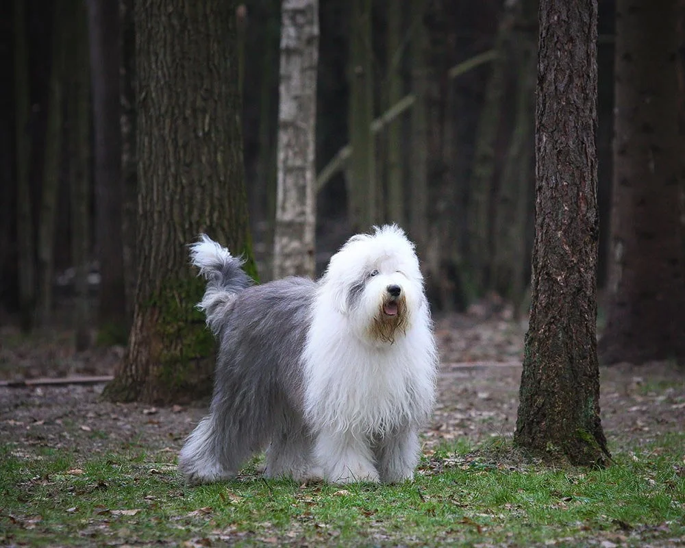 Old english sheepdog – Wikipédia, a enciclopédia livre