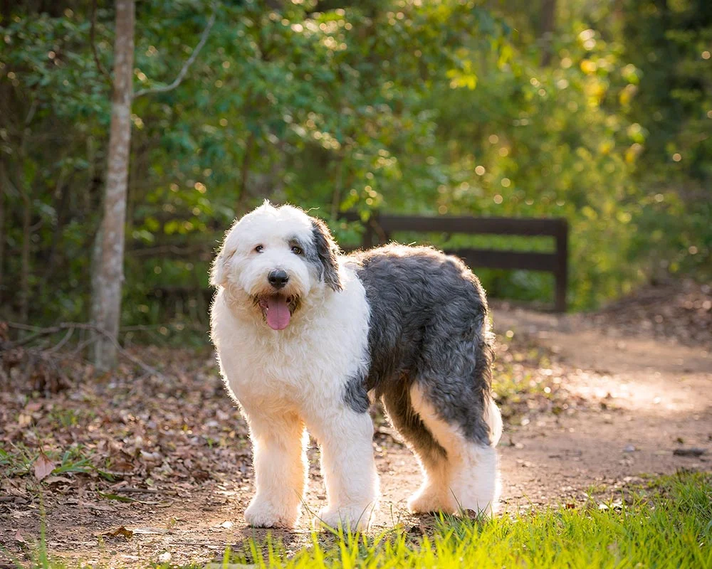 As origens do Antigo Cão de Pastor Inglês – dogs-ptmagazine