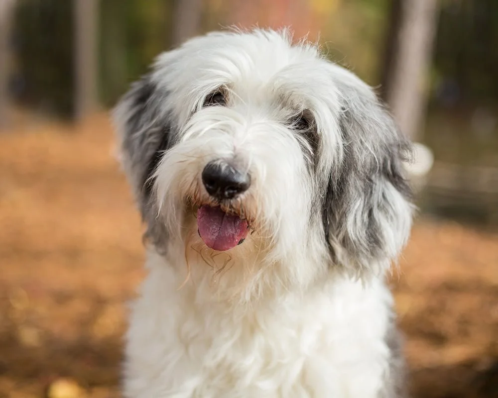 Caderno inglês velho do Sheepdog - funcione o cão!