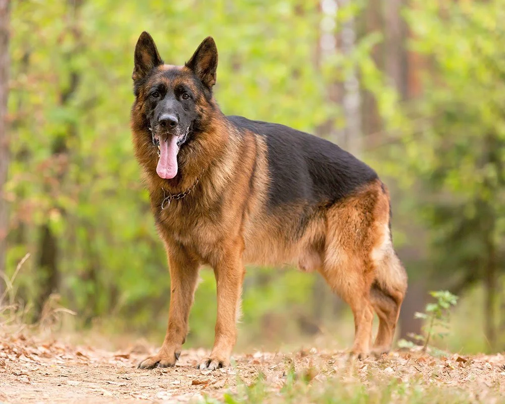 O cão que fuma: [Língua Portuguesa] Pastor alemão (ou pastor