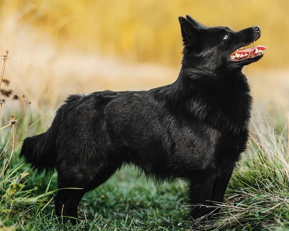 Pastor Belga Groenendael: saiba tudo sobre esse Pastor Belga - Blog AZ  Petshop - Dicas para cuidar do seu pet!