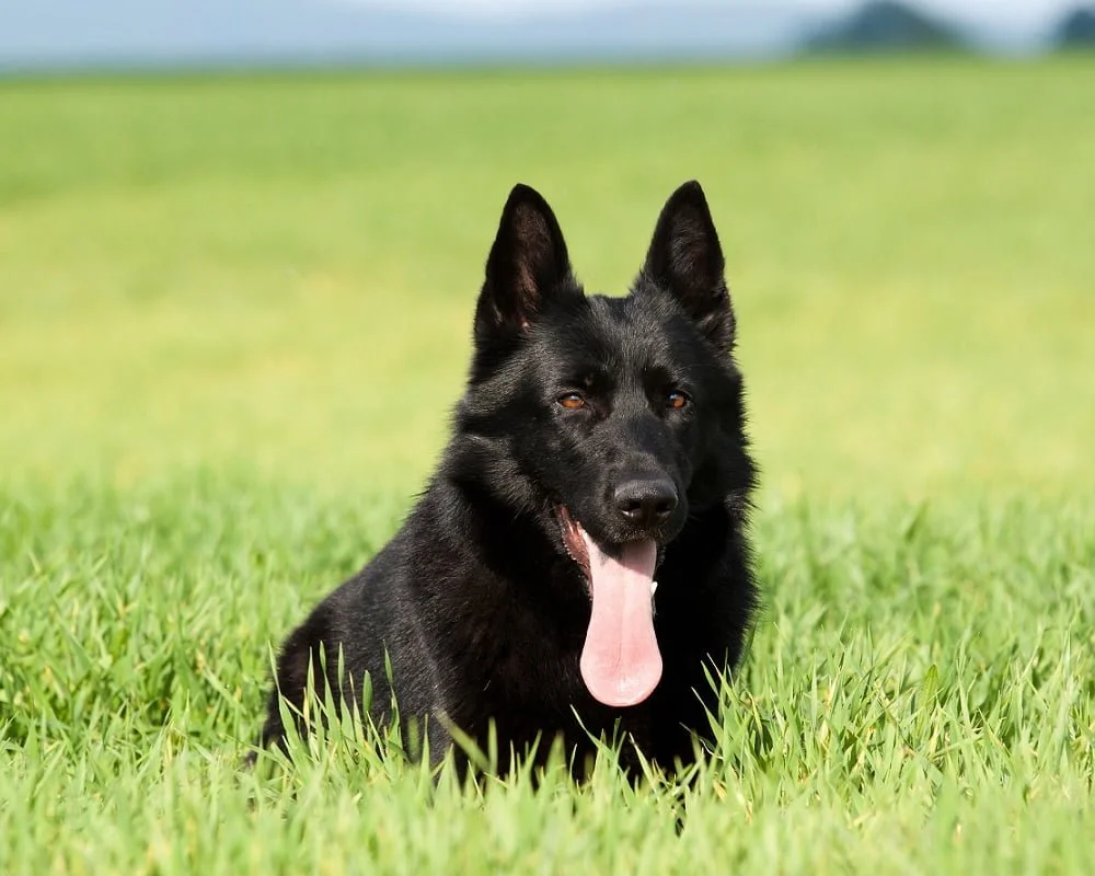 Pastor Belga Groenendael: saiba tudo sobre esse Pastor Belga - Blog AZ  Petshop - Dicas para cuidar do seu pet!