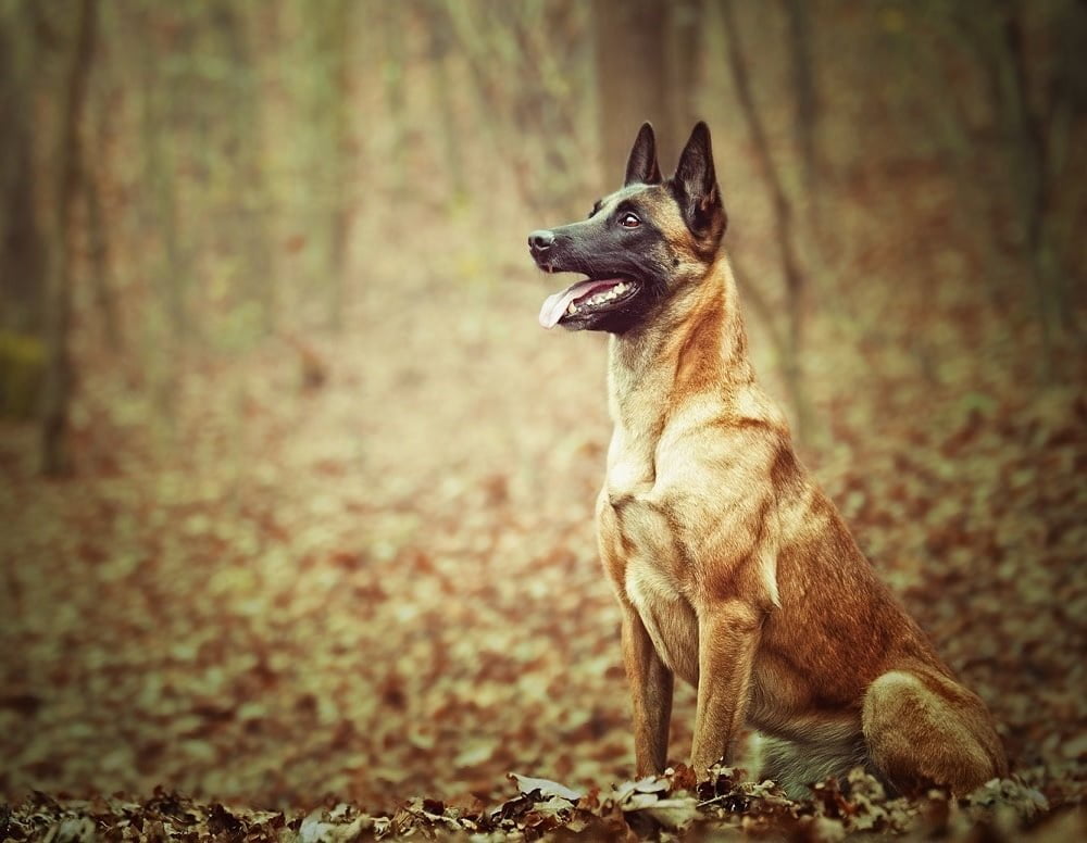 Pastor Belga Malinois