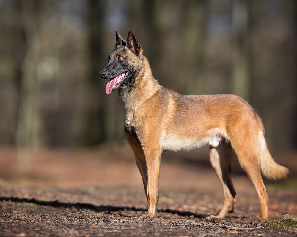 Pastor Belga Malinois