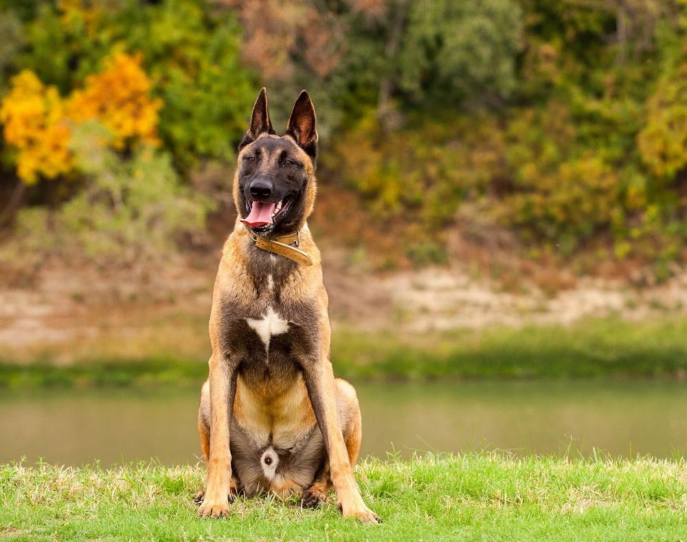 Pastor Belga Malinois