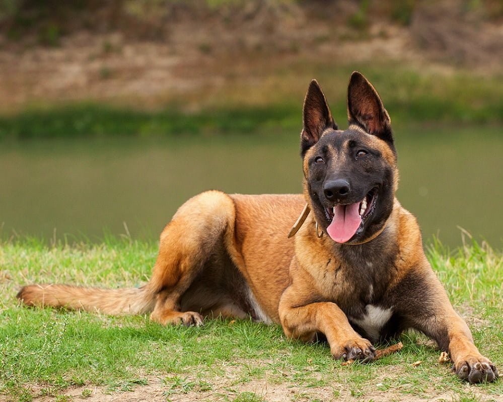 Pastor Belga Malinois