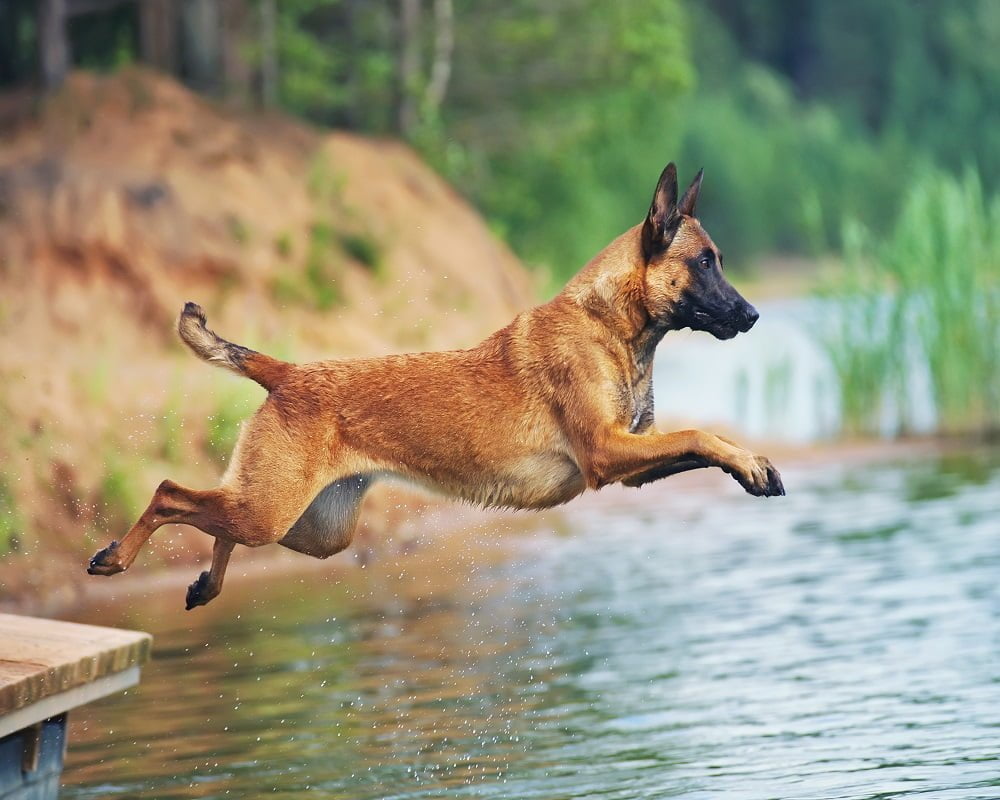 Pastor Belga Malinois