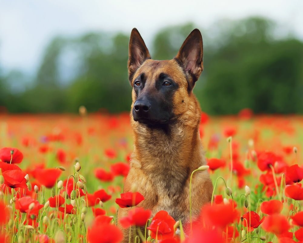 Pastor Belga Malinois