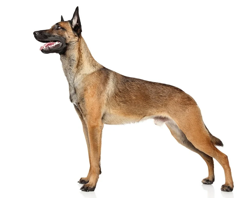 Conheça o Pastor Belga de Malinois