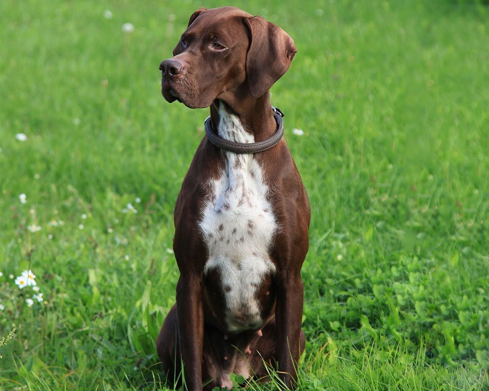 Pointer Inglês